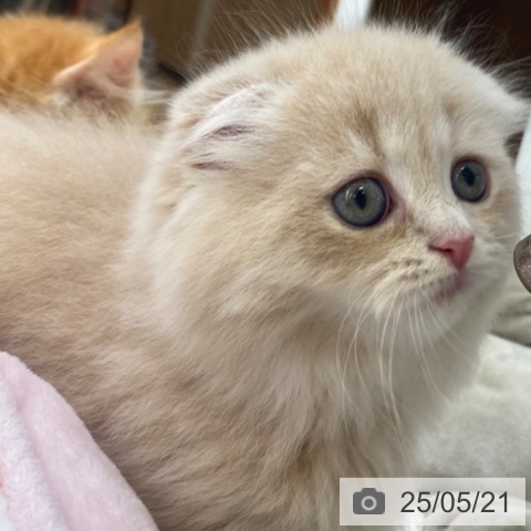 スコティッシュフォールドの写真