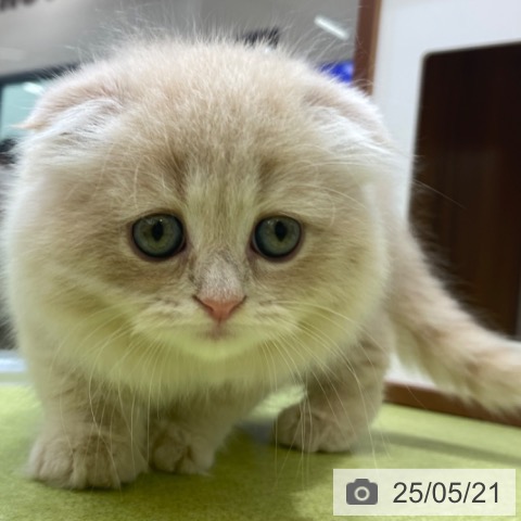 スコティッシュフォールドの写真