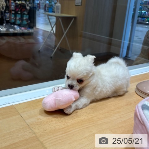 チワワの写真