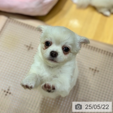 チワワの写真