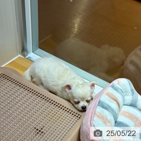 チワワの写真