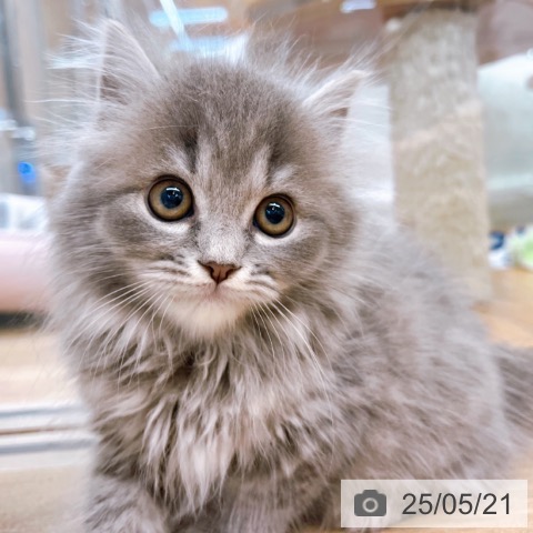 スコティッシュフォールドの写真