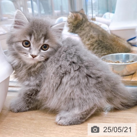 スコティッシュフォールドの写真