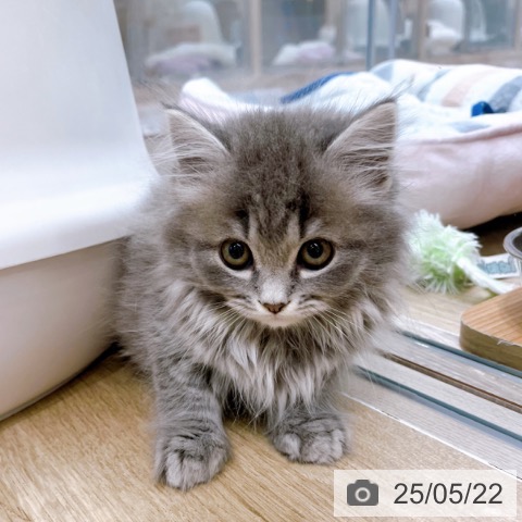 スコティッシュフォールドの写真