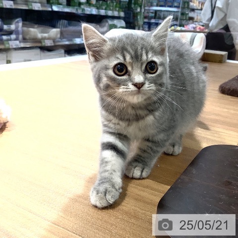 スコティッシュフォールドの写真