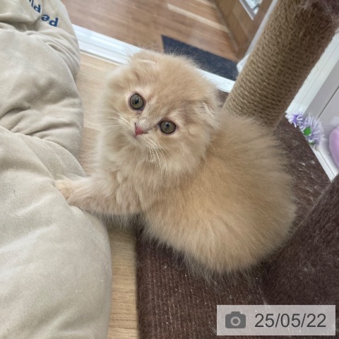 スコティッシュフォールドの写真