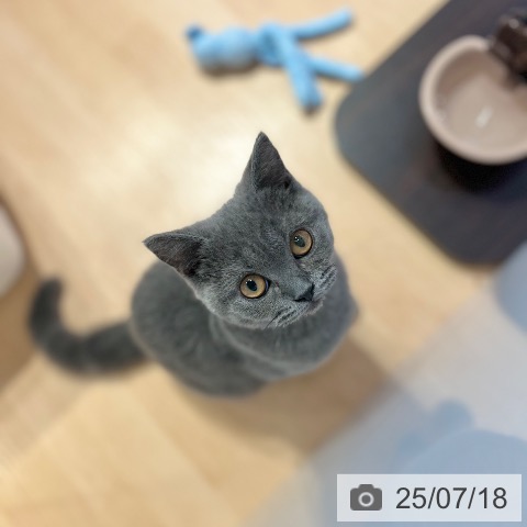 ブリティッシュショートヘアの写真
