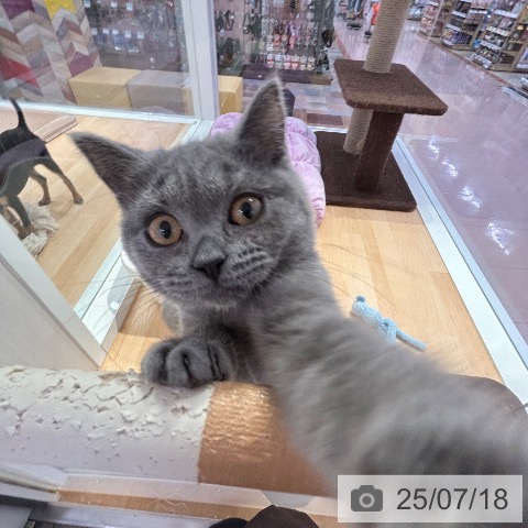 ブリティッシュショートヘアの写真