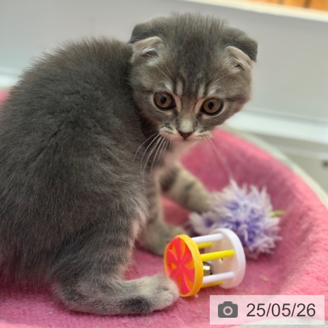 スコティッシュフォールドの写真