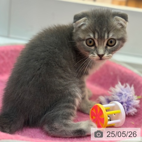 スコティッシュフォールドの写真