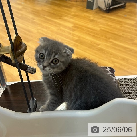 スコティッシュフォールドの写真