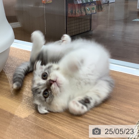 スコティッシュフォールドの写真