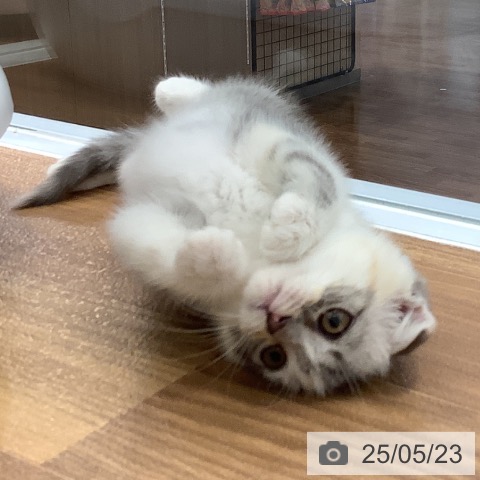 スコティッシュフォールドの写真