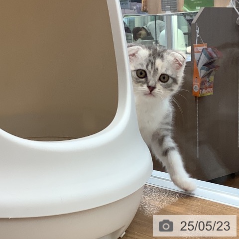 スコティッシュフォールドの写真