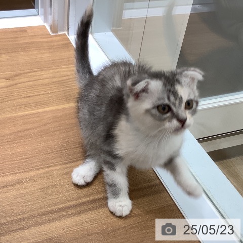 スコティッシュフォールドの写真