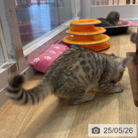 マンチカンの写真