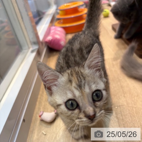 マンチカンの写真