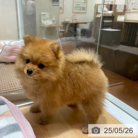 ポメラニアンの写真