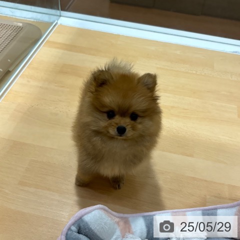 ポメラニアンの写真