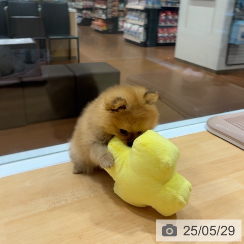 ポメラニアンの写真