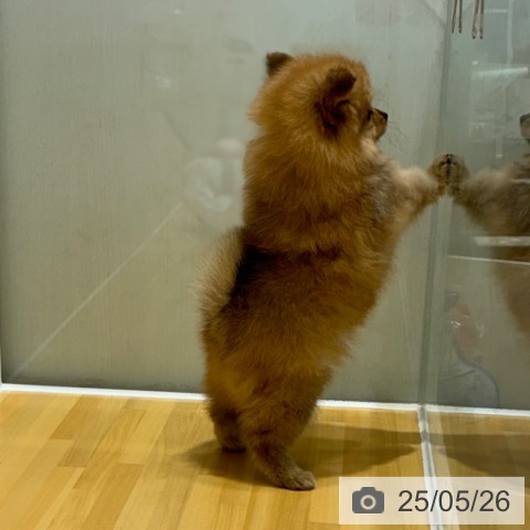 ポメラニアンの写真
