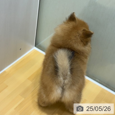 ポメラニアンの写真