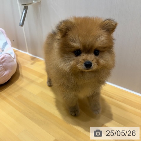 ポメラニアンの写真