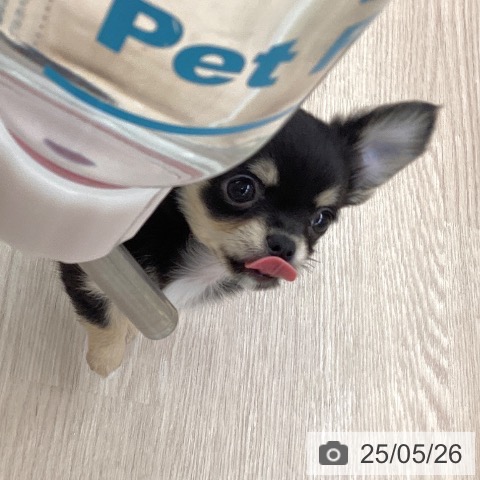 チワワの写真