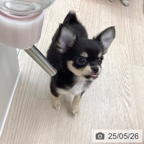 チワワの写真