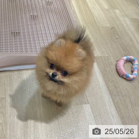 ポメラニアンの写真