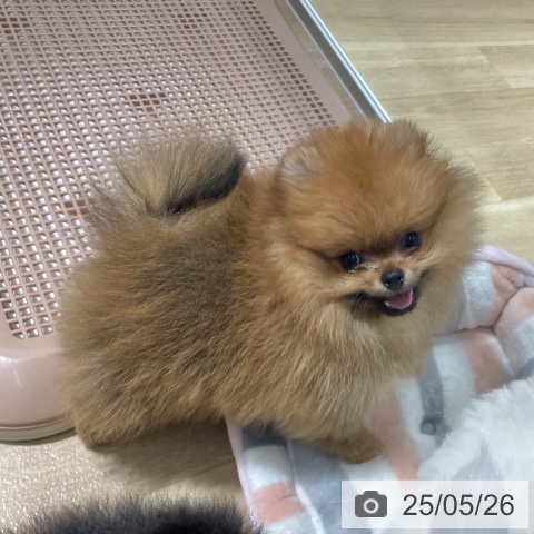 ポメラニアンの写真