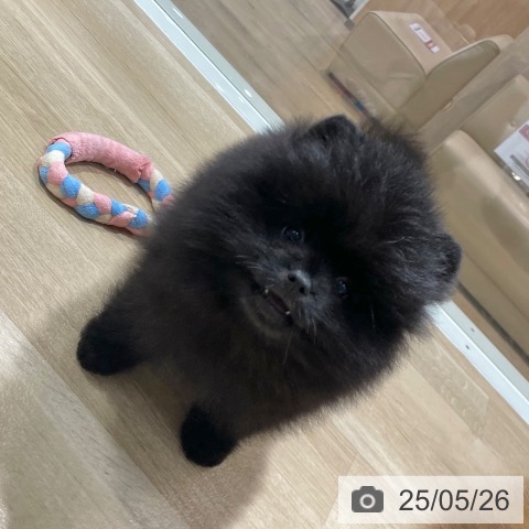 ポメラニアンの写真