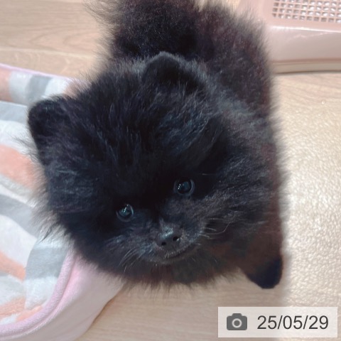 ポメラニアンの写真