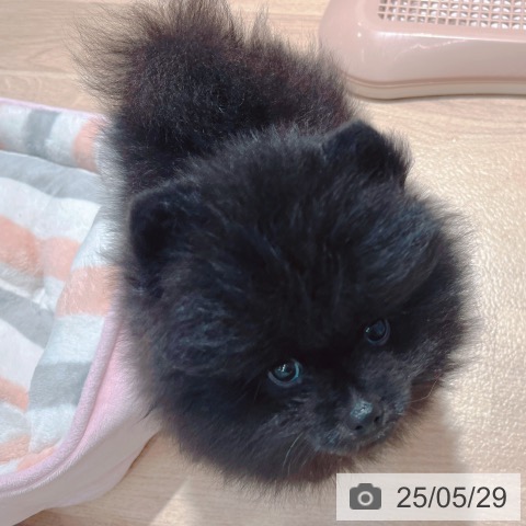 ポメラニアンの写真