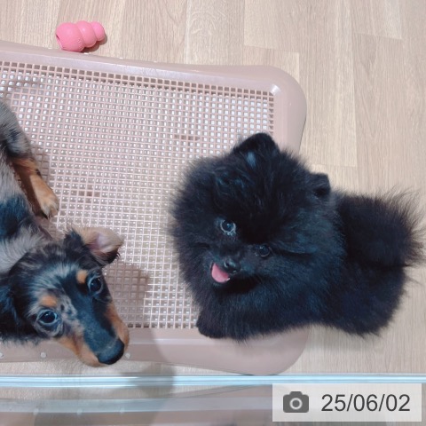 ポメラニアンの写真