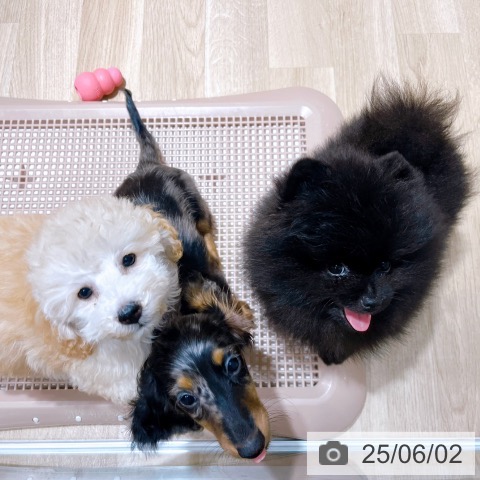 ポメラニアンの写真