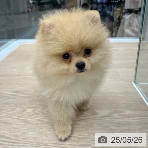 ポメラニアンの写真