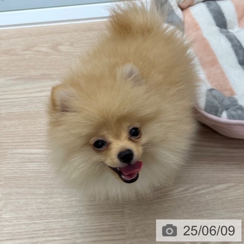 ポメラニアンの写真
