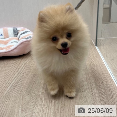 ポメラニアンの写真