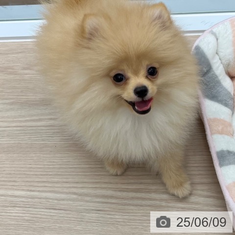 ポメラニアンの写真