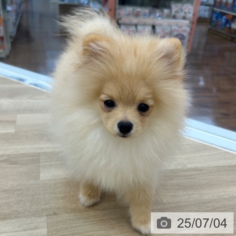 ポメラニアンの写真