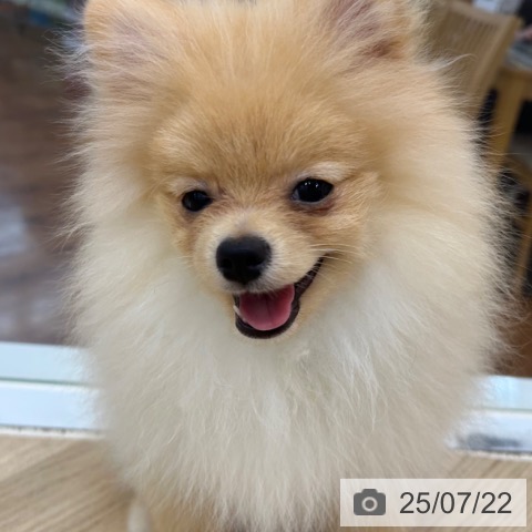 ポメラニアンの写真
