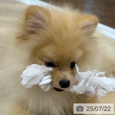 ポメラニアンの写真