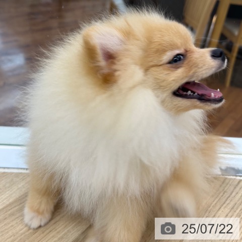 ポメラニアンの写真
