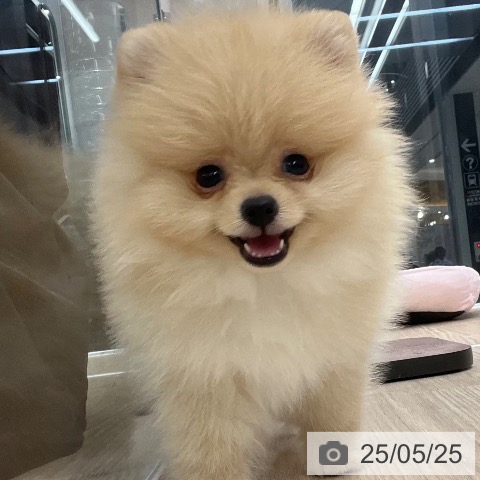 ポメラニアンの写真