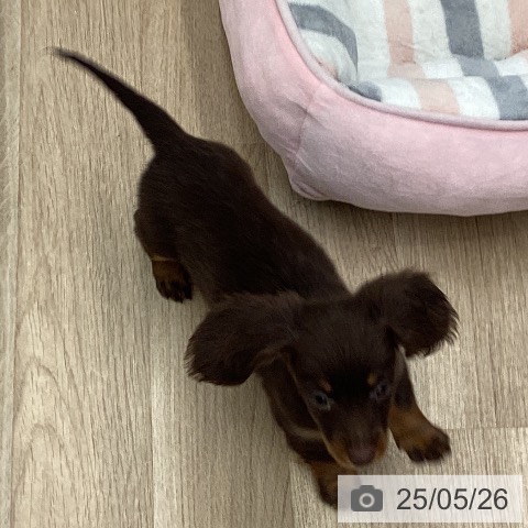 ミニチュア・ダックスフンドの写真