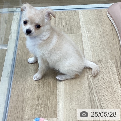 チワワの写真