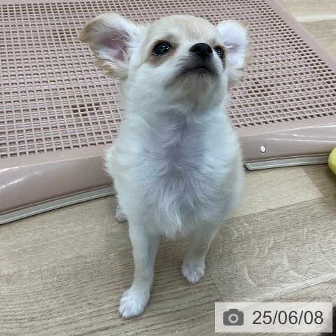 チワワの写真