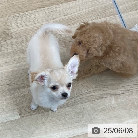 チワワの写真