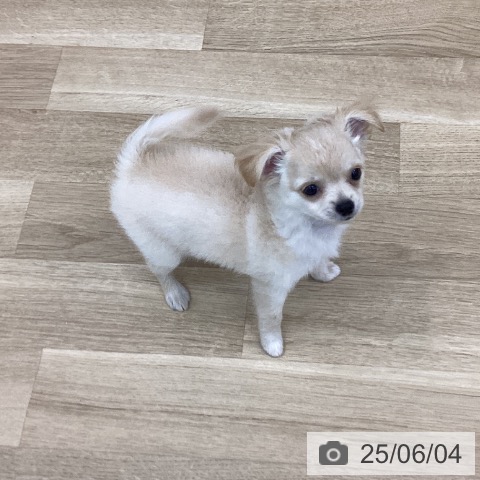 チワワの写真
